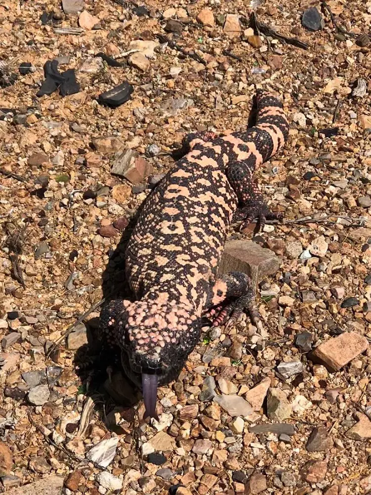 The Gila monster picture captured by Bureau of Land Management in Tuscon